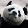 kunfu_panda