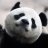 kunfu_panda
